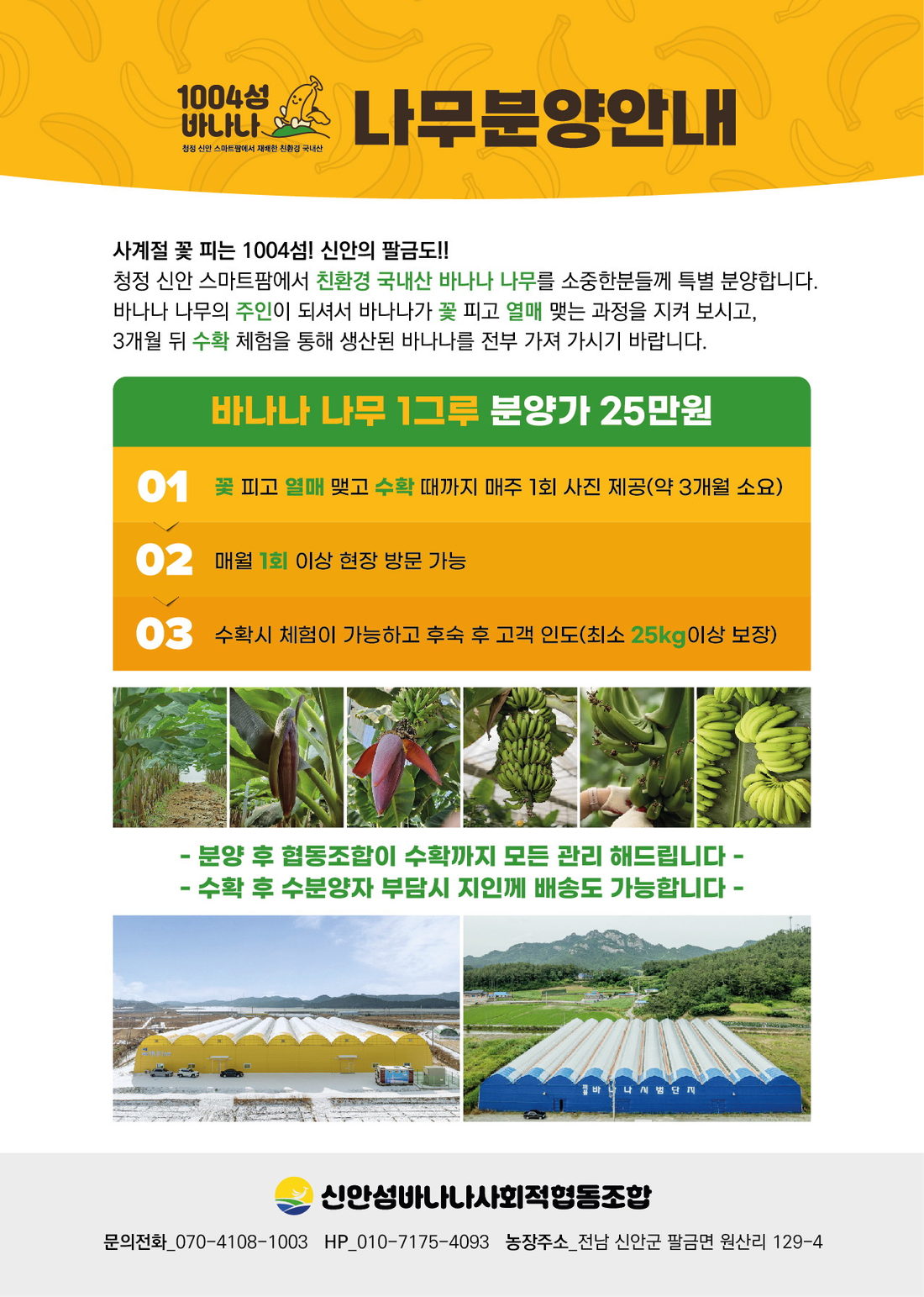 바나나 나무 분양 안내